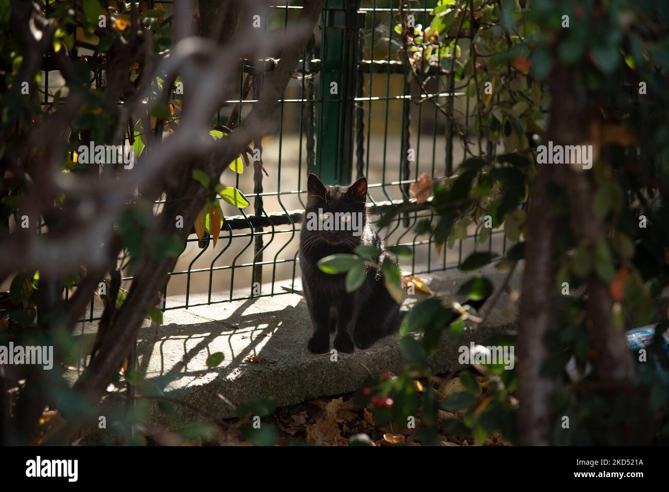 Nahaufnahme Porträt der jungen schwarzen Katze Stockfoto