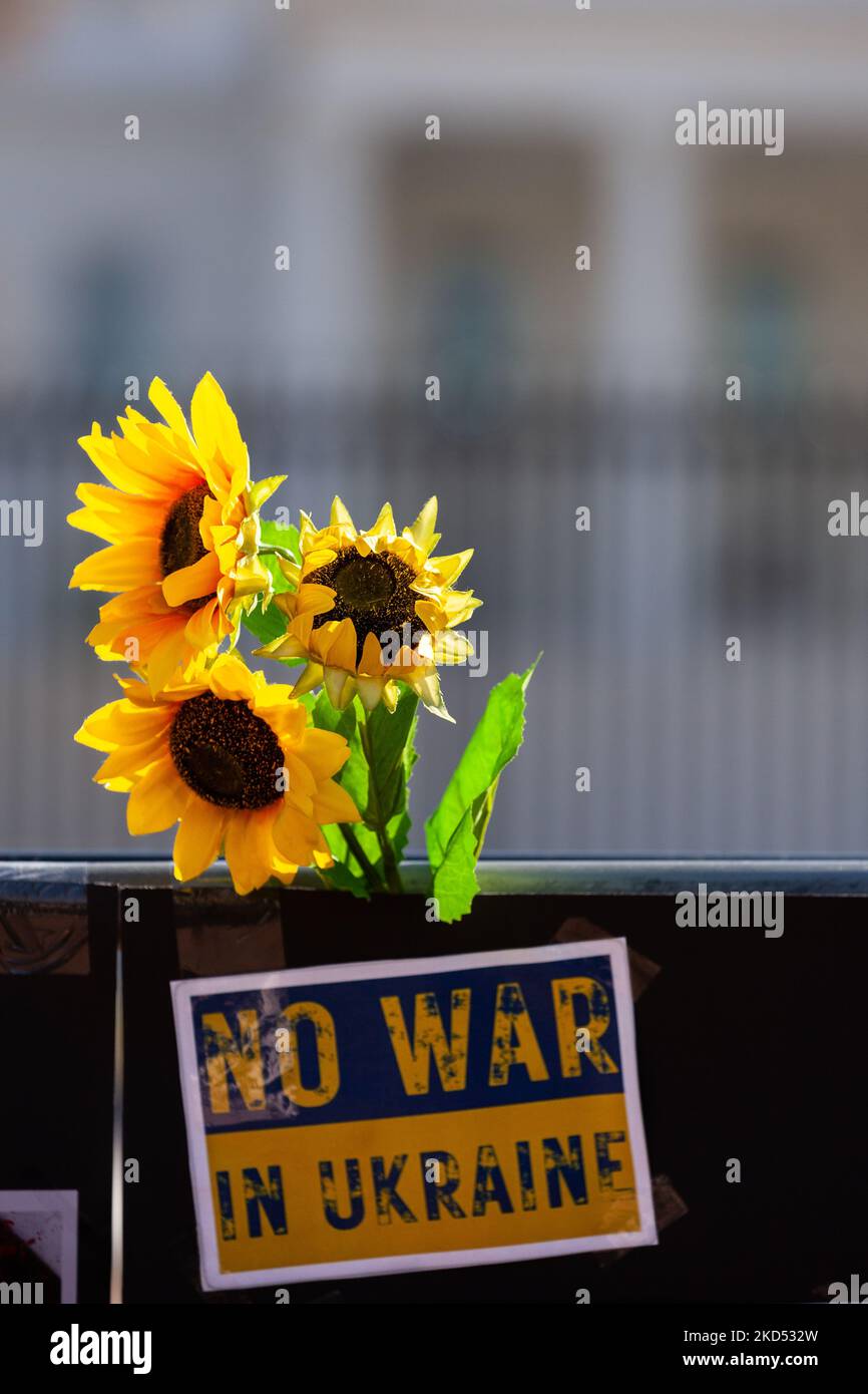 Sonnenblumen und ein Anti-Kriegs-Schild hängen an der Gedenkstätte während einer Mahnwache vor dem Weißen Haus für die in der Ukraine Getöteten. Hunderte von Menschen versammelten sich, um an die Opfer des andauernden russischen Krieges zu erinnern und ihr Leben zu ehren. Die Veranstaltung wurde von United Help Ukraine und ukrainisch-amerikanischen Aktivisten gesponsert, sowohl von US-amerikanischen Hilfsorganisationen als auch von Interessenvertretungen. (Foto von Allison Bailey/NurPhoto) Stockfoto