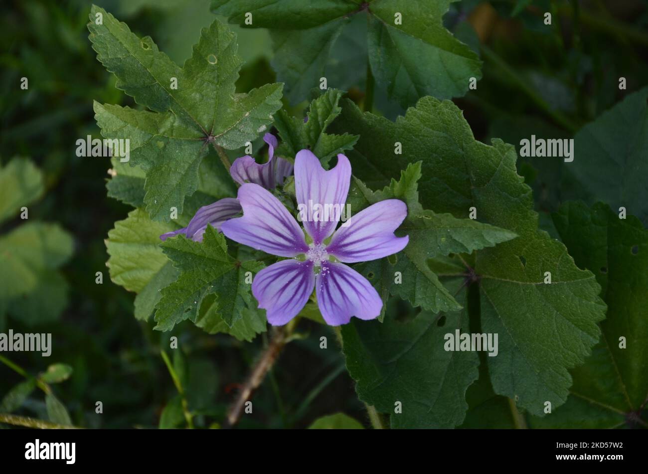 Im Herbst blühende lila Wildblumen im Wald. Stockfoto