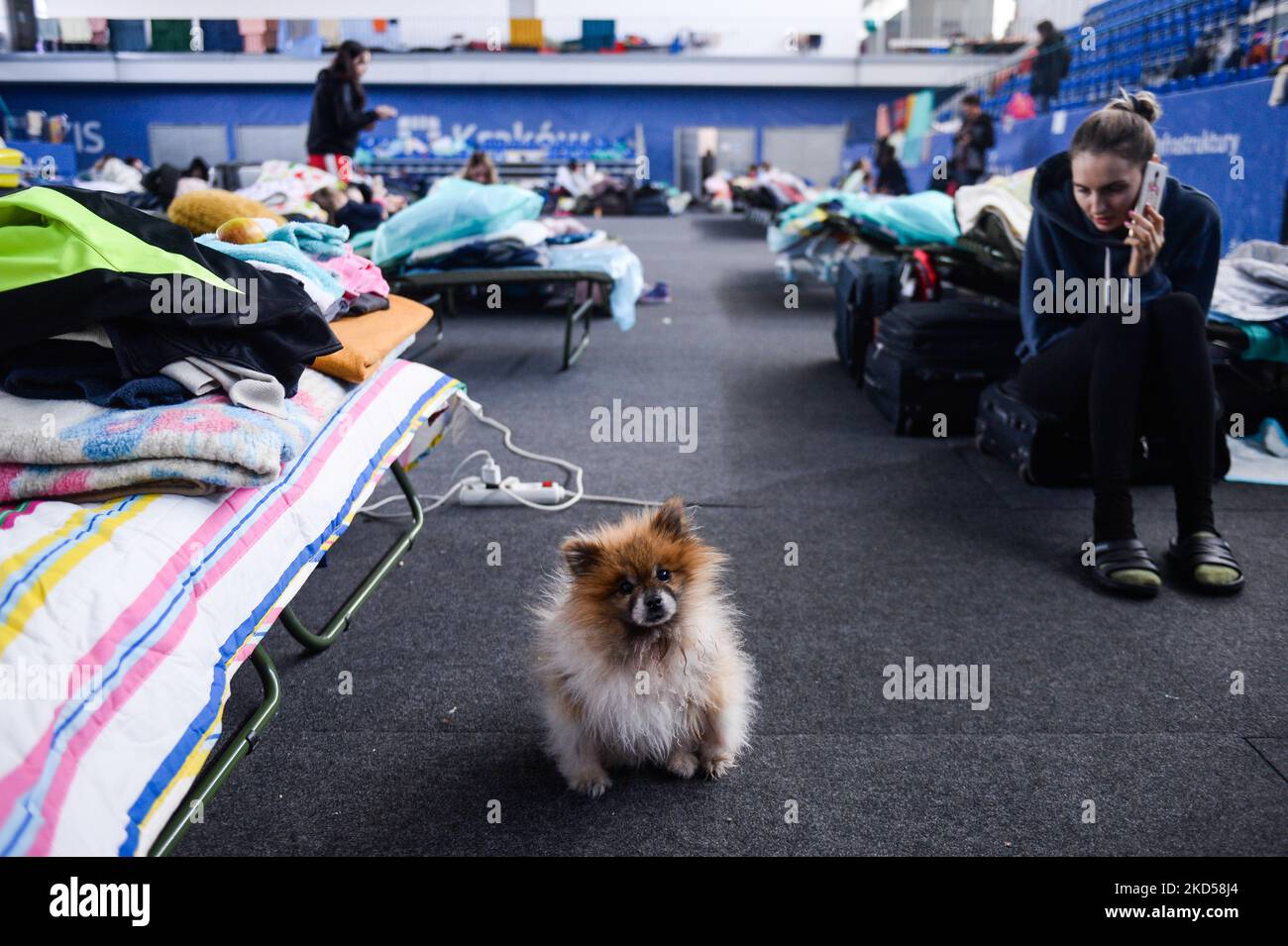 Eine Frau, die mit einem Hund aus der Ukraine in einem provisorischen Tierheim geflohen ist, das am 15. März 2022 in der Sporthalle in Krakau, Polen, organisiert wurde. Tausende Flüchtlinge aus der Ukraine kommen nach der russischen Invasion nach Polen. (Foto von Jakub Porzycki/NurPhoto) Stockfoto