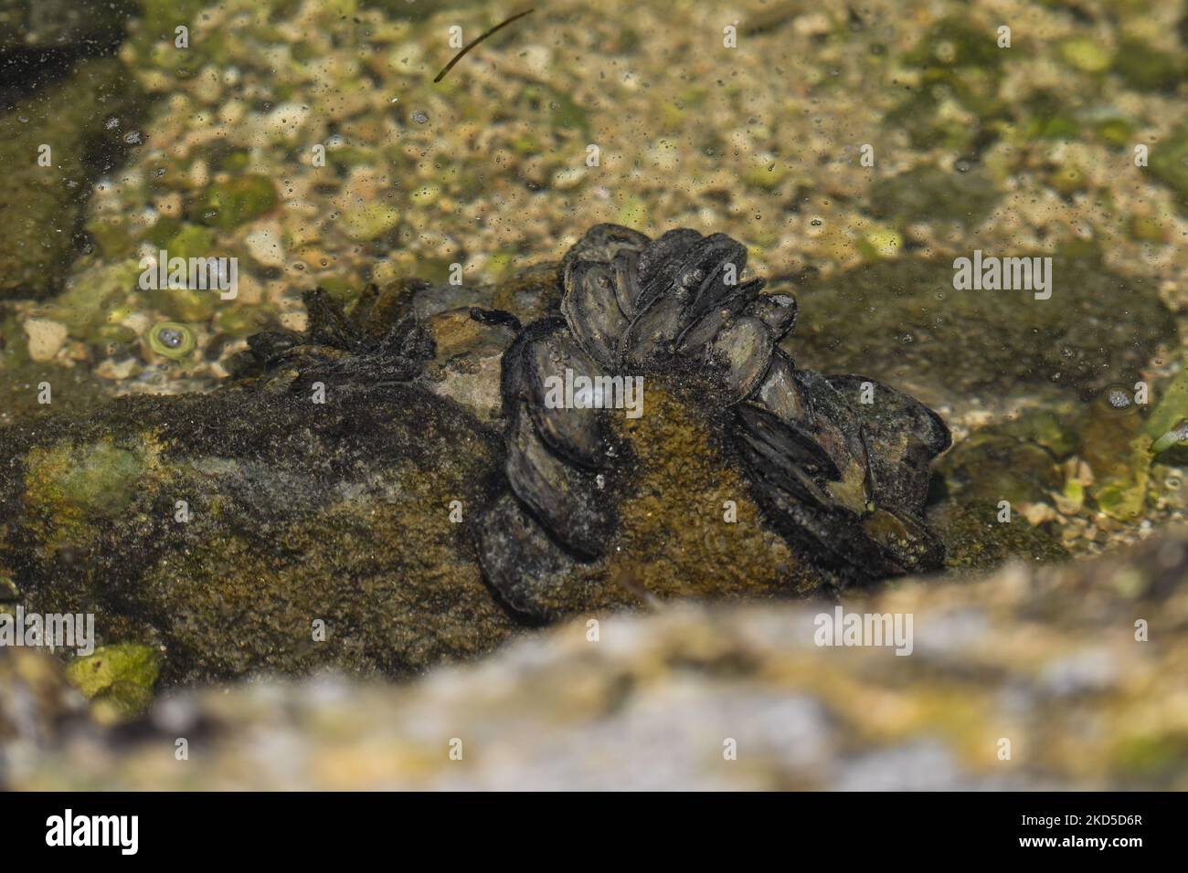 Einheimische Schalentiere, die im nahen Ökosystem der Campeche Bay gesehen werden. Am Freitag, den 17. März 2022, in San Francisco de Campeche, Campeche, Mexiko. (Foto von Artur Widak/NurPhoto) Stockfoto