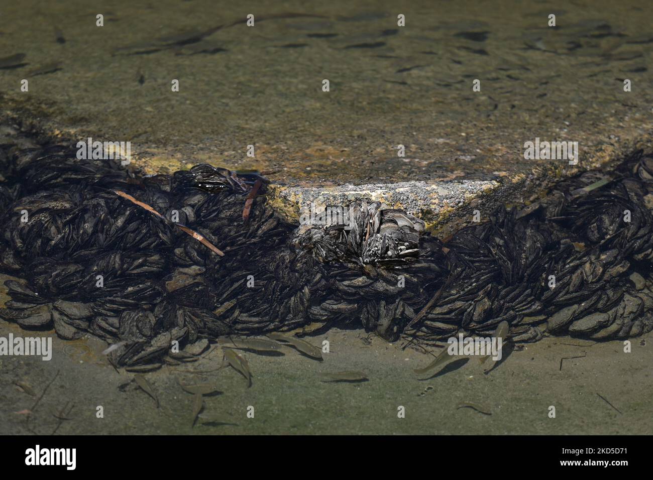 Einheimische Schalentiere und Fische aus dem nahen Ökosystem der Campeche Bay. Am Freitag, den 17. März 2022, in San Francisco de Campeche, Campeche, Mexiko. (Foto von Artur Widak/NurPhoto) Stockfoto