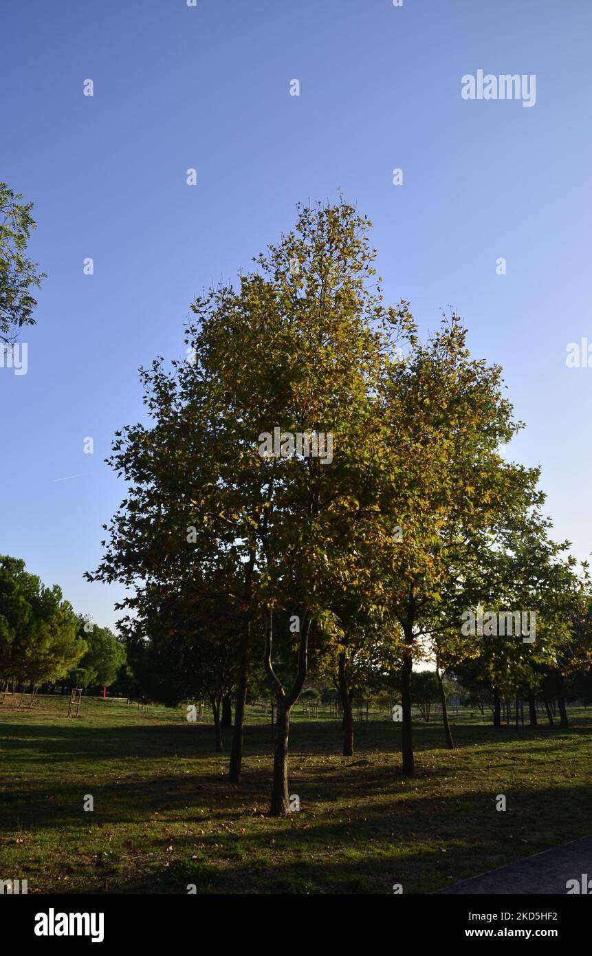 Grüner junger Baum, Herbst und Gras. Istanbul Türkei. Stockfoto