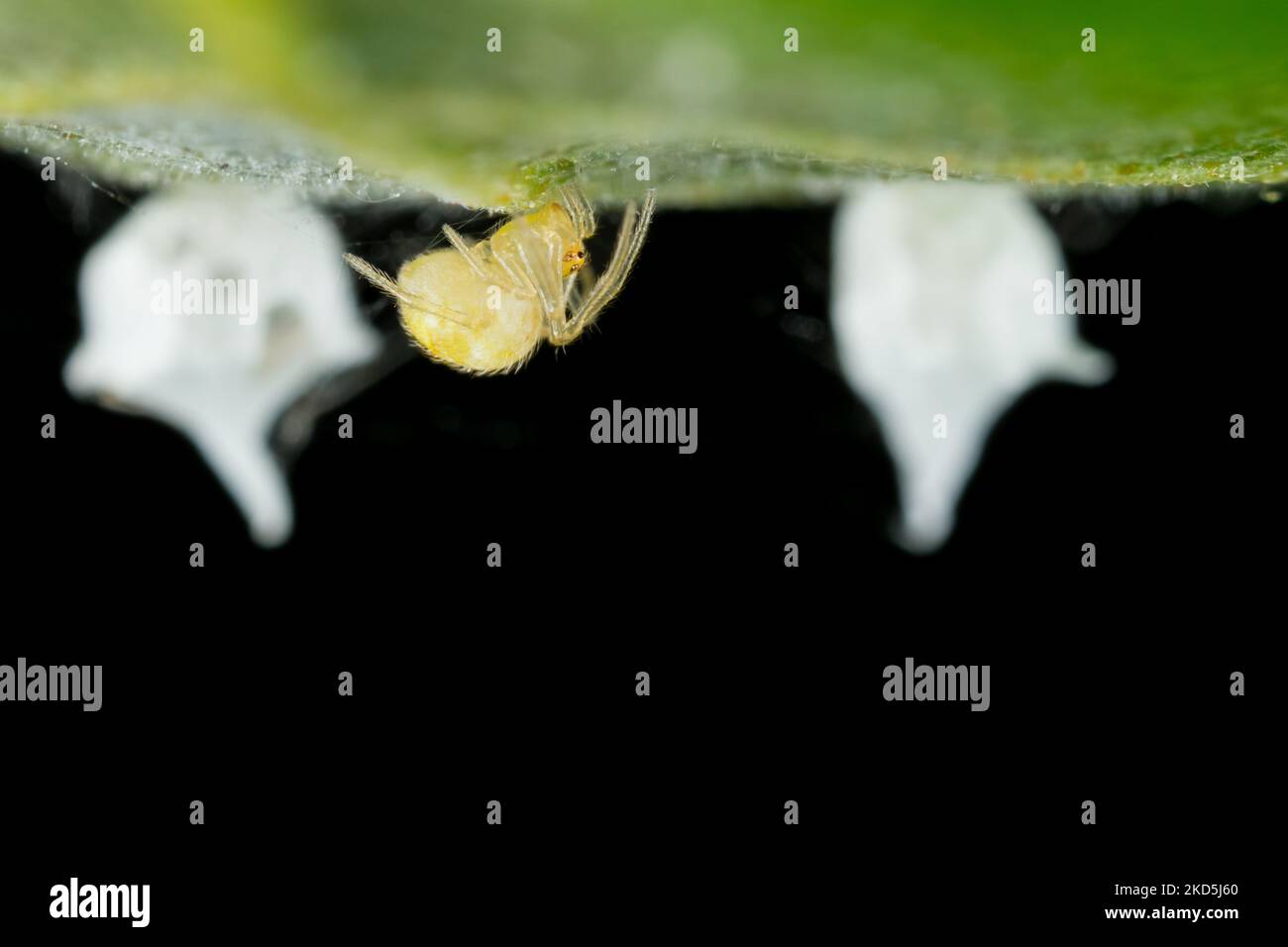 Eierkokon der sputnik-Spinne (Paidiscura pallens) Stockfoto