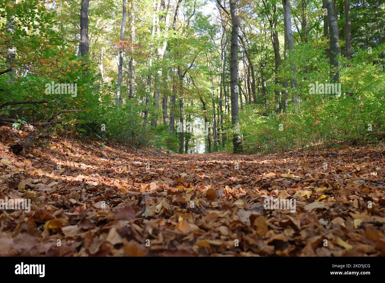 Braune Herbstblätter bedecken reichlich den Boden eines Waldweges vor noch grünen Bäumen im Hintergrund Stockfoto