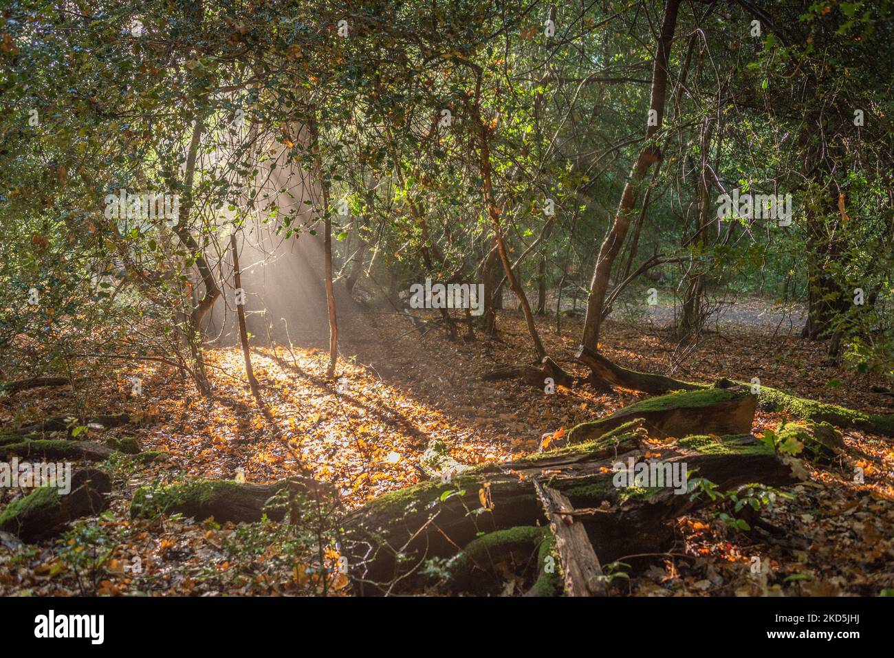 New Forest National Park, Hampshire Herbst 2022 Stockfoto