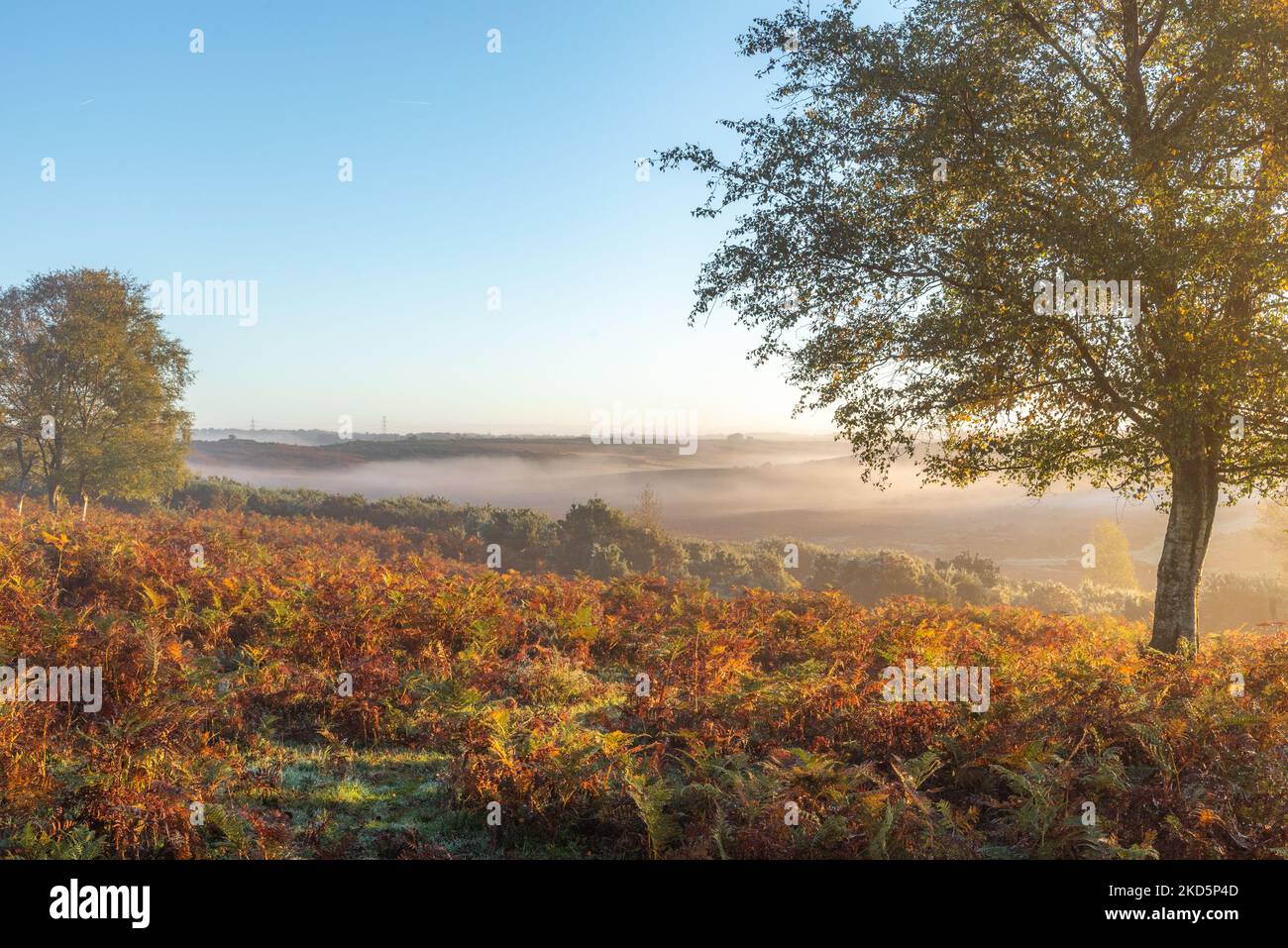 New Forest National Park, Hampshire Herbst 2022 Stockfoto