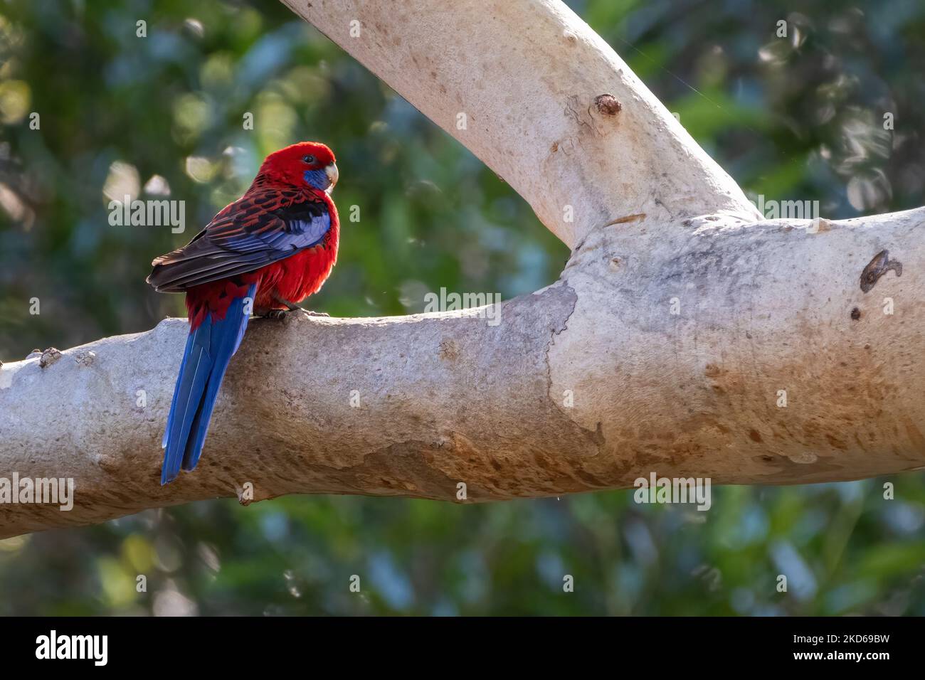 Crimson rosella im Wald, Sydney, Australien Stockfoto