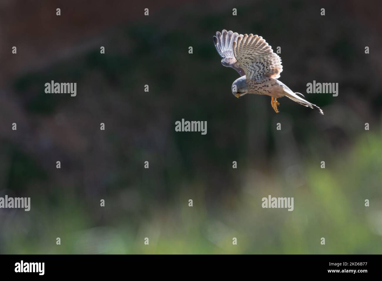 Gemeiner Turmfalke, der an den Klippen schwebt, Yorkshire Coast, Großbritannien Stockfoto