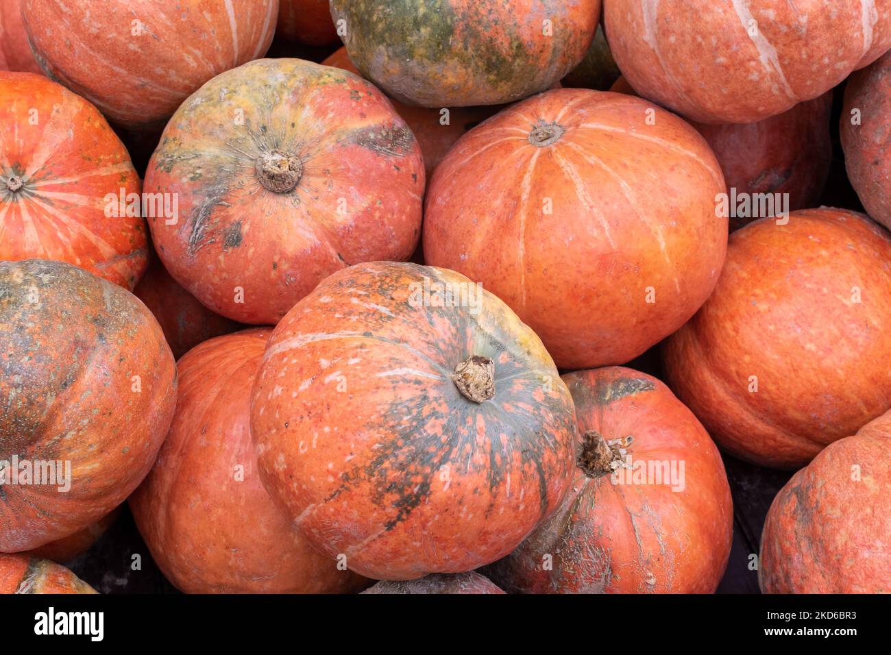 Haufen von leuchtend orange reifen Kürbissen aus der Nähe. Natürliche Bedingungen Stockfoto