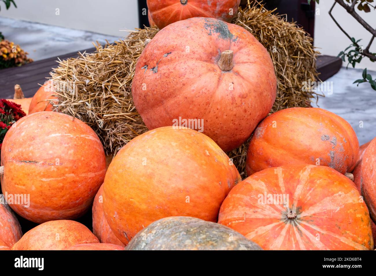 Haufen von leuchtend orange reifen Kürbissen aus der Nähe. Natürliche Bedingungen Stockfoto