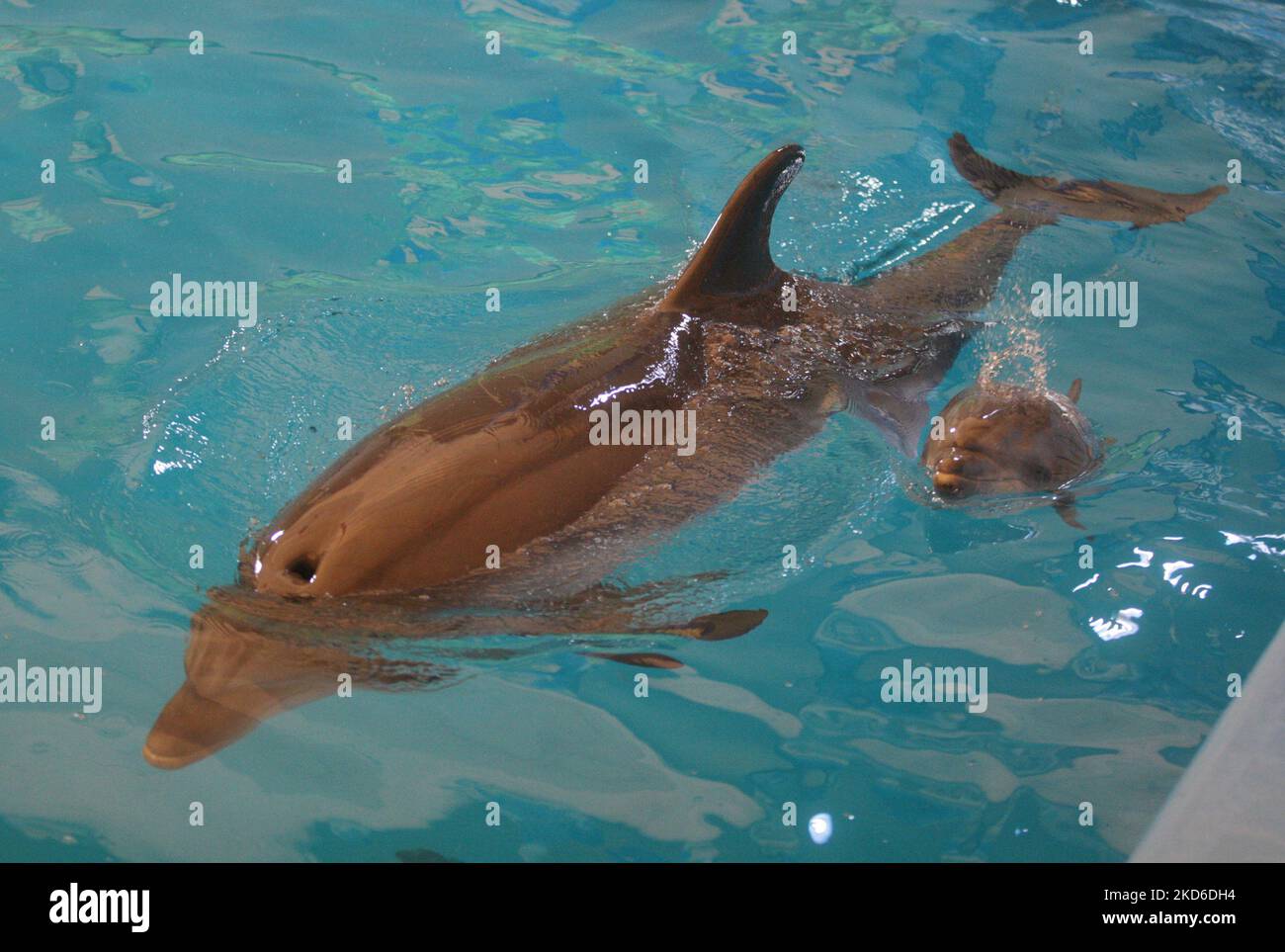 Ein Delfinbaby schwimmt am 30. März 2022 mit den Eltern im Delfinarium 'Nemo' in Odesa, Ukraine. Zwei Delfinbabys namens „Ukraine“ und „Victory“ wurden seit Kriegsbeginn in der Ukraine im Delphinarium von Odesa geboren. (Foto von STR/NurPhoto) Stockfoto