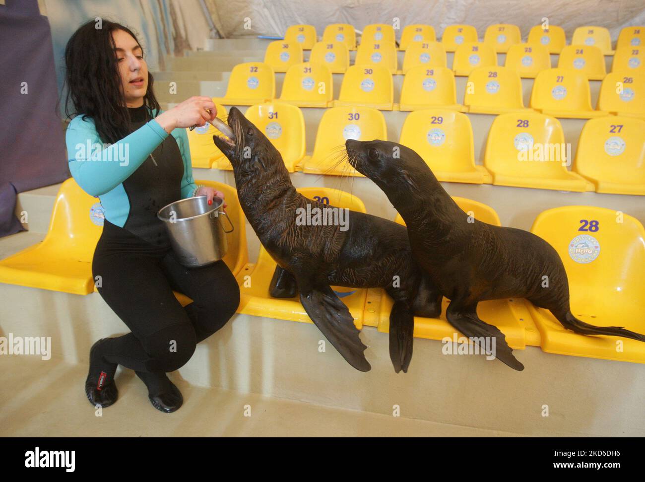 Am 30. März 2022 füttert ein Arbeiter Seelöwen im kürzlich wiedereröffneten Delfinarium „Nemo“ in Odesa, Ukraine. Zwei Delfinbabys namens „Ukraine“ und „Victory“ wurden seit Kriegsbeginn in der Ukraine im Delphinarium von Odesa geboren. (Foto von STR/NurPhoto) Stockfoto