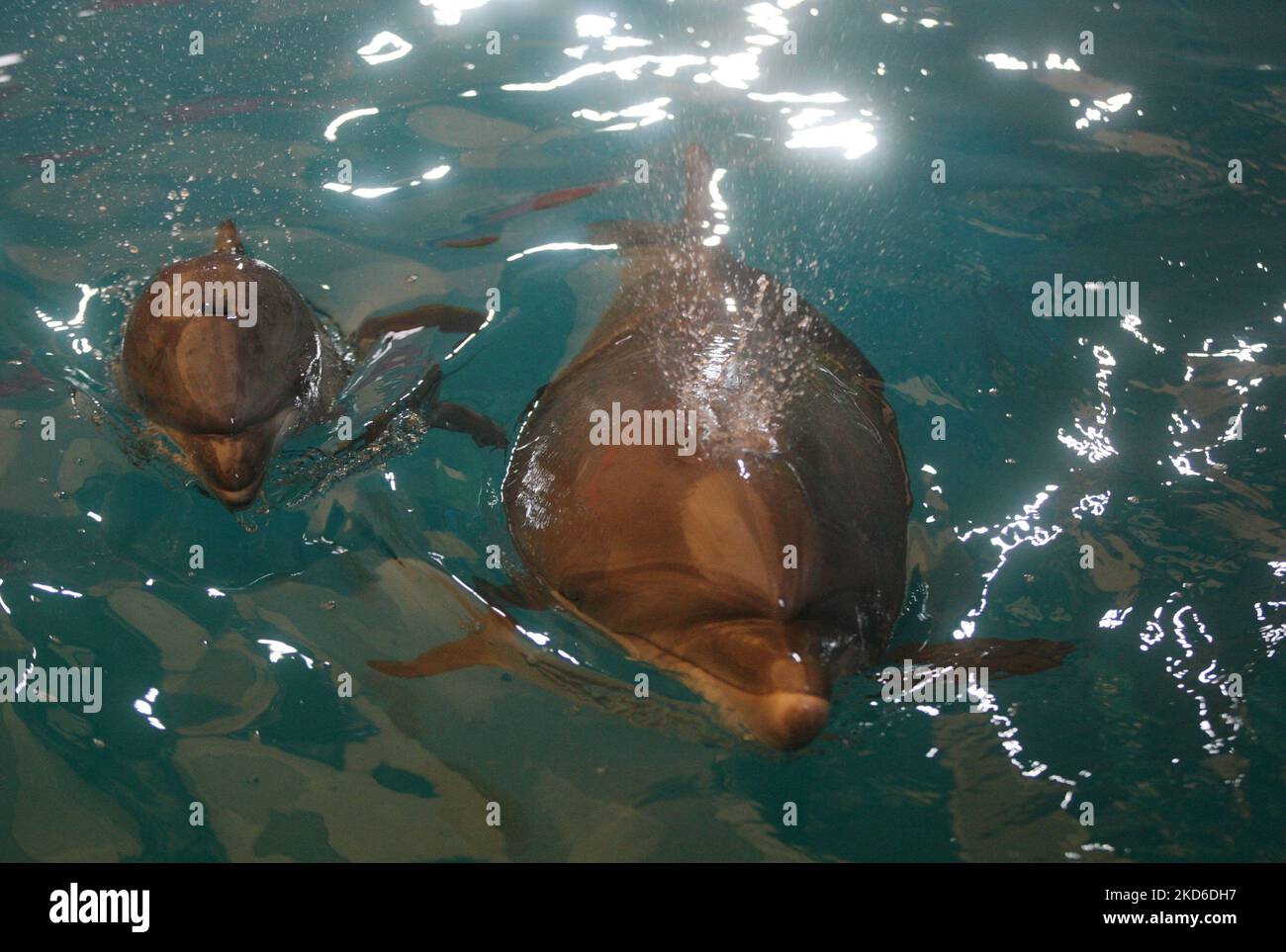 Ein Delfinbaby schwimmt am 30. März 2022 mit den Eltern im Delfinarium 'Nemo' in Odesa, Ukraine. Zwei Delfinbabys namens „Ukraine“ und „Victory“ wurden seit Kriegsbeginn in der Ukraine im Delphinarium von Odesa geboren. (Foto von STR/NurPhoto) Stockfoto