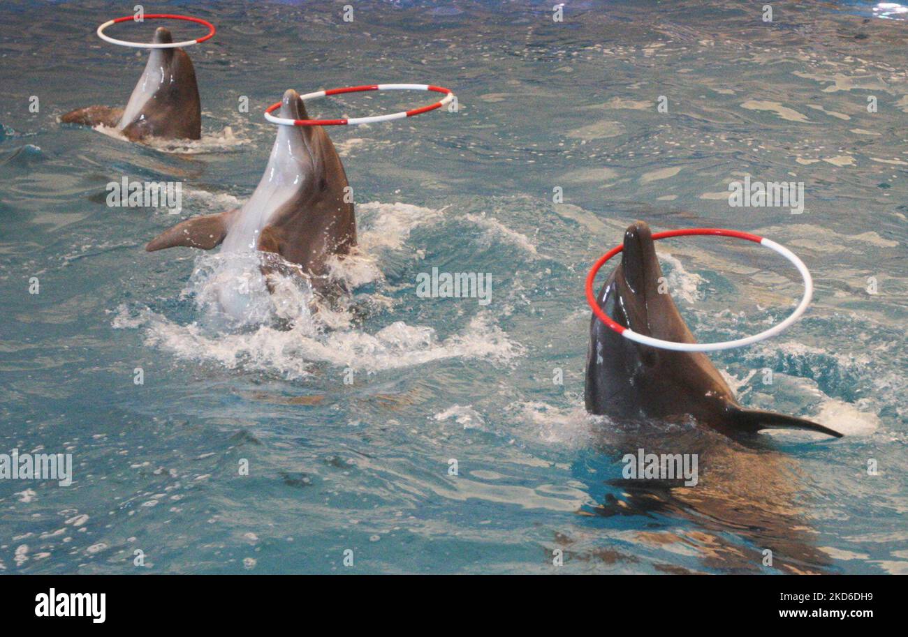 Delfine treten während einer Show des kürzlich wiedereröffneten Delfinariums „Nemo“ auf, das am 30. März 2022 in Odesa, Ukraine, während der russischen Invasion der Ukraine stattfindet. Zwei Delfinbabys namens „Ukraine“ und „Victory“ wurden seit Kriegsbeginn in der Ukraine im Delphinarium von Odesa geboren. (Foto von STR/NurPhoto) Stockfoto