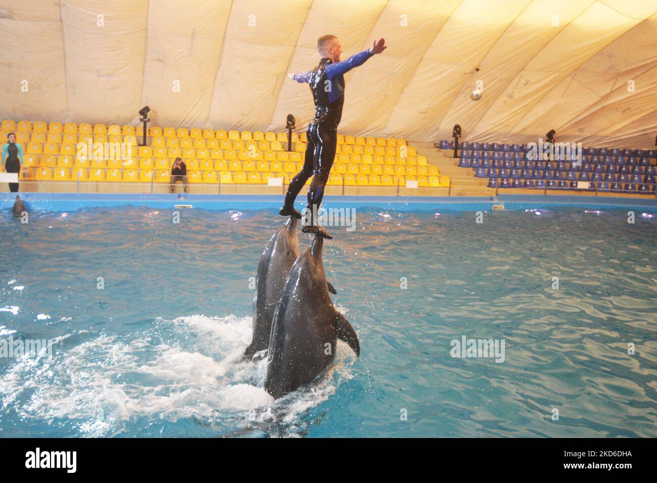 Delfine treten während einer Show des kürzlich wiedereröffneten Delfinariums „Nemo“ auf, das am 30. März 2022 in Odesa, Ukraine, während der russischen Invasion der Ukraine stattfindet. Zwei Delfinbabys namens „Ukraine“ und „Victory“ wurden seit Kriegsbeginn in der Ukraine im Delphinarium von Odesa geboren. (Foto von STR/NurPhoto) Stockfoto