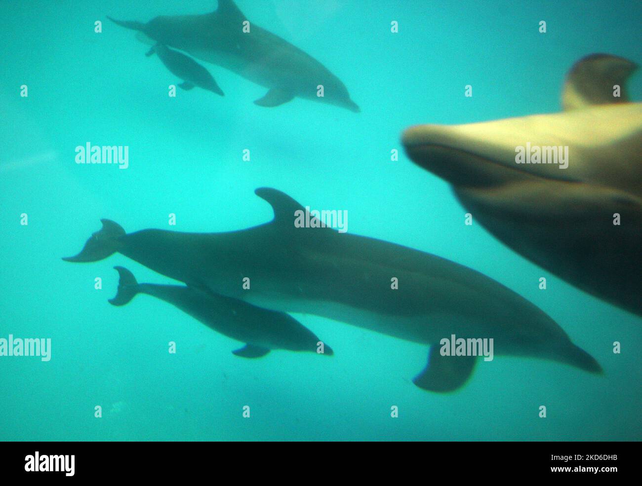 Delfinbabys schwimmen mit ihren Eltern am 30. März 2022 im Delfinarium 'Nemo' in Odesa, Ukraine. Zwei Delfinbabys namens „Ukraine“ und „Victory“ wurden seit Kriegsbeginn in der Ukraine im Delphinarium von Odesa geboren. (Foto von STR/NurPhoto) Stockfoto