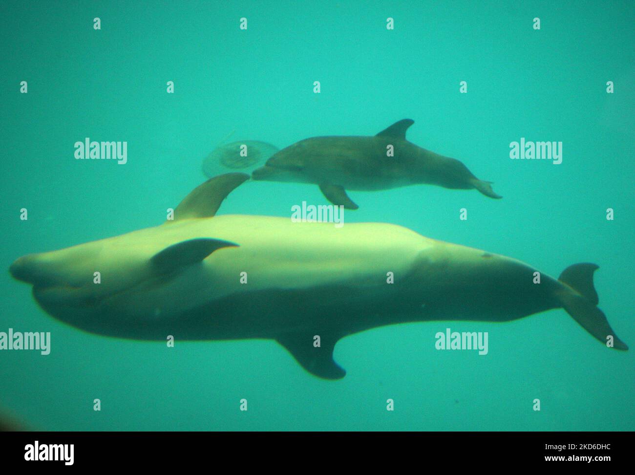 Delfinbabys schwimmen mit ihren Eltern am 30. März 2022 im Delfinarium 'Nemo' in Odesa, Ukraine. Zwei Delfinbabys namens „Ukraine“ und „Victory“ wurden seit Kriegsbeginn in der Ukraine im Delphinarium von Odesa geboren. (Foto von STR/NurPhoto) Stockfoto