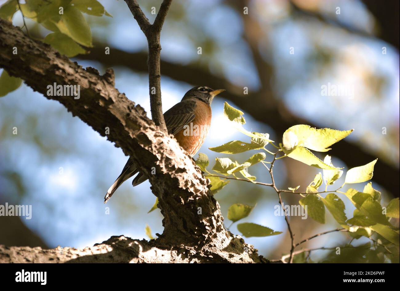 Eine Aufnahme eines amerikanischen Rotkehlvogels, der auf einem Baumzweig thront Stockfoto