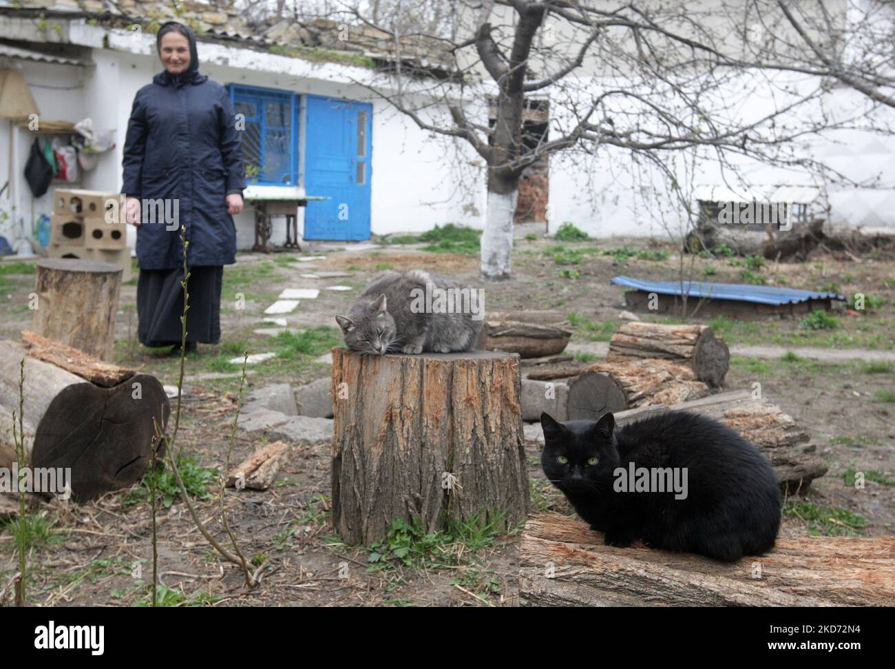 Am 7. April 2022 kümmert sich eine Nonne um Katzen im Kloster des Heiligen Erzengels - Michaels Frauen in Odesa, Ukraine. Das Frauenkloster rettet Katzen, die von ihren Besitzern, die aufgrund des Krieges geflohen sind, während der russischen Invasion in der Ukraine zurückgelassen wurden. (Foto von STR/NurPhoto) Stockfoto