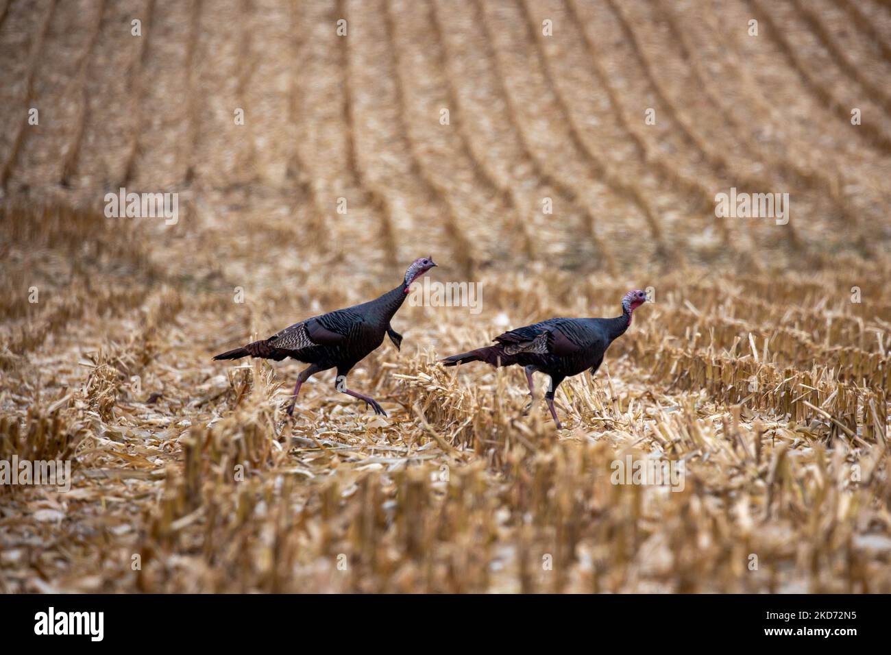 Zwei männliche (Meleagris gallopavo) Truthähne, die horizontal durch ein von Wisconsin geerntetes Maisfeld laufen Stockfoto