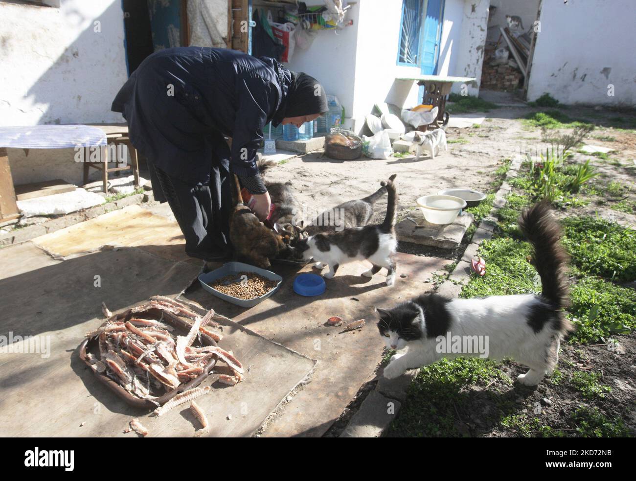 Am 7. April 2022 kümmert sich eine Nonne um Katzen im Kloster des Heiligen Erzengels - Michaels Frauen in Odesa, Ukraine. Das Frauenkloster rettet Katzen, die von ihren Besitzern, die aufgrund des Krieges geflohen sind, während der russischen Invasion in der Ukraine zurückgelassen wurden. (Foto von STR/NurPhoto) Stockfoto