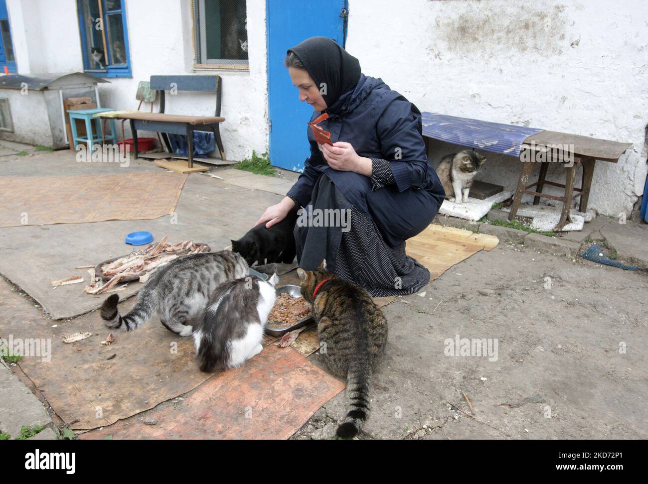 Am 7. April 2022 kümmert sich eine Nonne um Katzen im Kloster des Heiligen Erzengels - Michaels Frauen in Odesa, Ukraine. Das Frauenkloster rettet Katzen, die von ihren Besitzern, die aufgrund des Krieges geflohen sind, während der russischen Invasion in der Ukraine zurückgelassen wurden. (Foto von STR/NurPhoto) Stockfoto