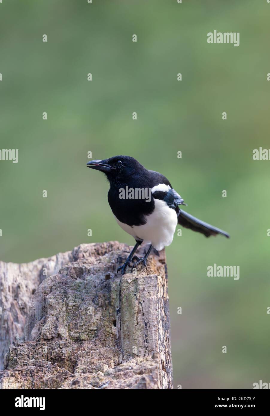 Nahaufnahme einer eurasischen Elster, die auf einem Holzpfosten vor grünem Hintergrund thront, Großbritannien. Stockfoto