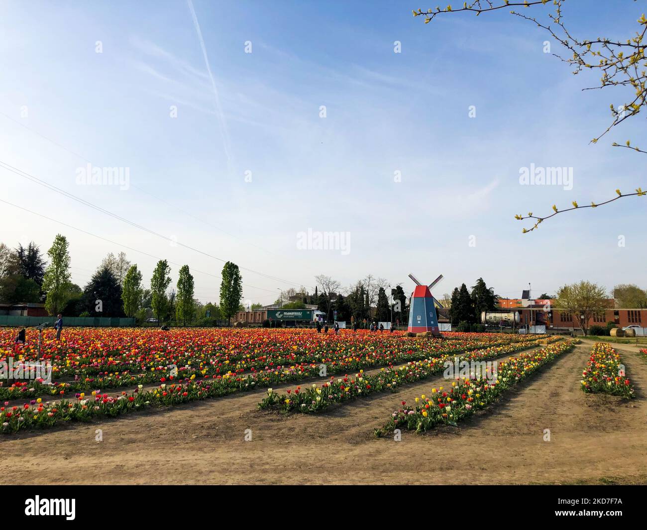 Dritte Ausgabe von Tulipani delle Meraviglie bei Vimodrone bei Mailand, Italien, am 12. April. 40 Tausend Quadratmeter mit 300 Tausend Glühbirnen von 50 verschiedenen Sorten von Tulpen für Touristen zu besuchen. (Foto von Mairo Cinquetti/NurPhoto) Stockfoto