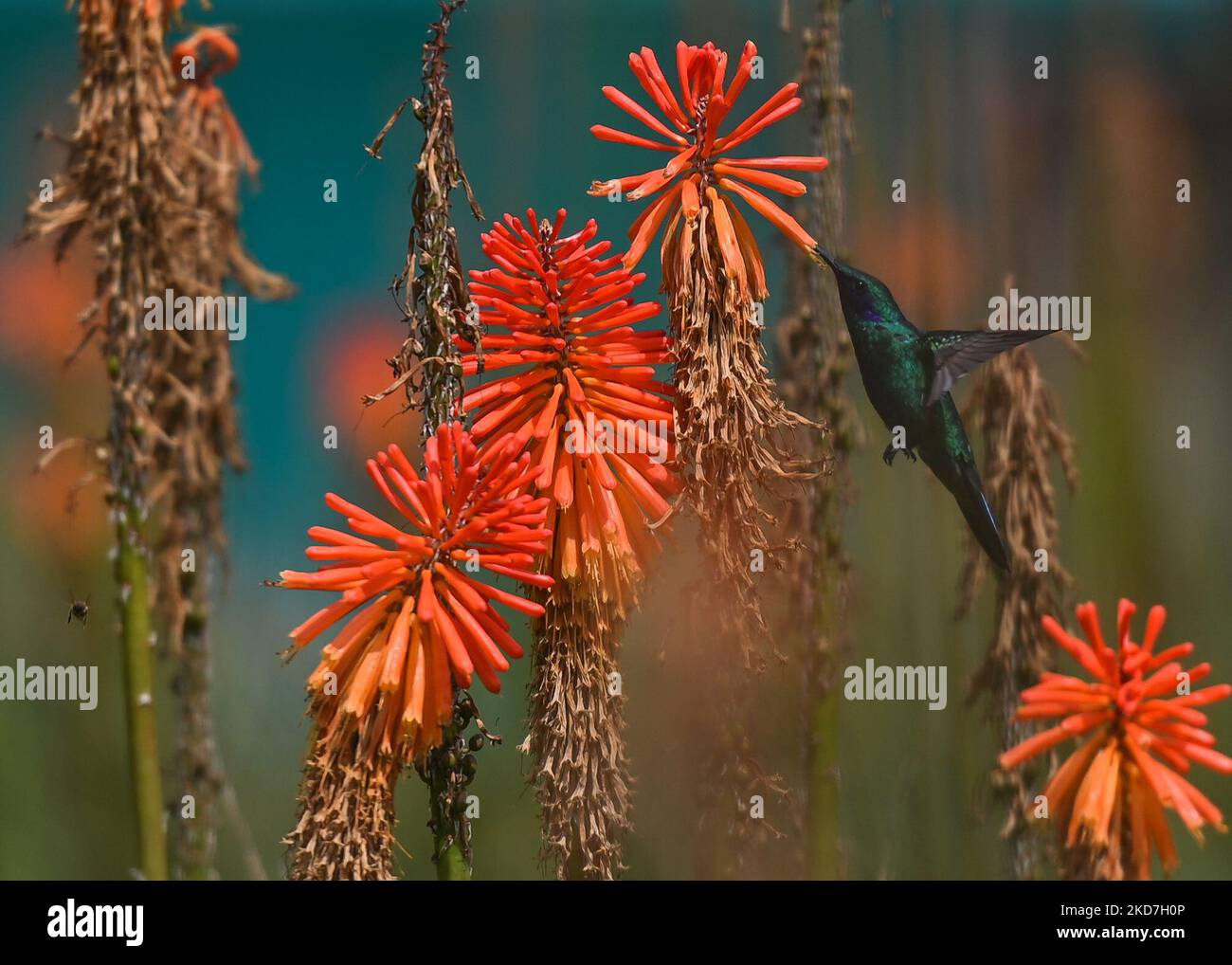 Ein funkelnder Geigenohr (Colibri Coruscans) trinkt Nektar aus einer Red Hot Poker Blume (Kniphofia) im Achoma Stadtpark. Am Samstag, 9. April 2022, in Achoma, Colca Canyon, Provinz Caylloma, Department of Arequipa, Peru. (Foto von Artur Widak/NurPhoto) Stockfoto