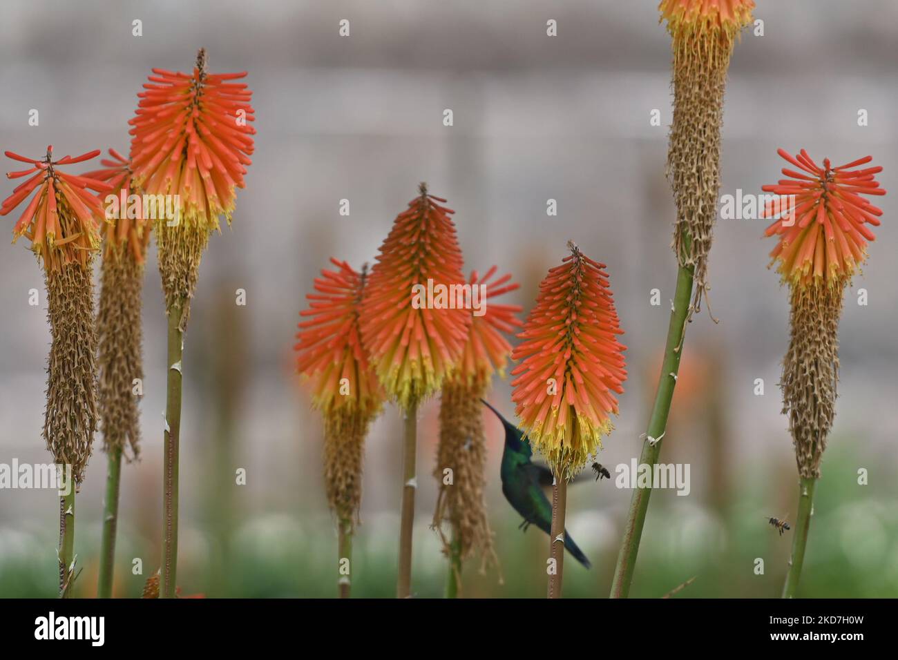 Ein funkelnder Geigenohr (Colibri Coruscans) trinkt Nektar aus einer Red Hot Poker Blume (Kniphofia) im Achoma Stadtpark. Am Samstag, 9. April 2022, in Achoma, Colca Canyon, Provinz Caylloma, Department of Arequipa, Peru. (Foto von Artur Widak/NurPhoto) Stockfoto