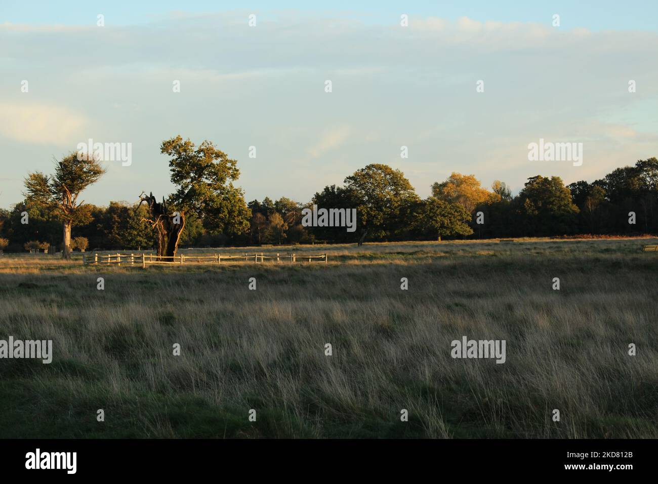 Spätsonnig herbstlicher Landschaftshorizont im Bushy Park. Die letzten Strahlen der herbstlichen Abendsonne trafen die alten Eichen im Bushy Park - einem der Royal Parks. Stockfoto