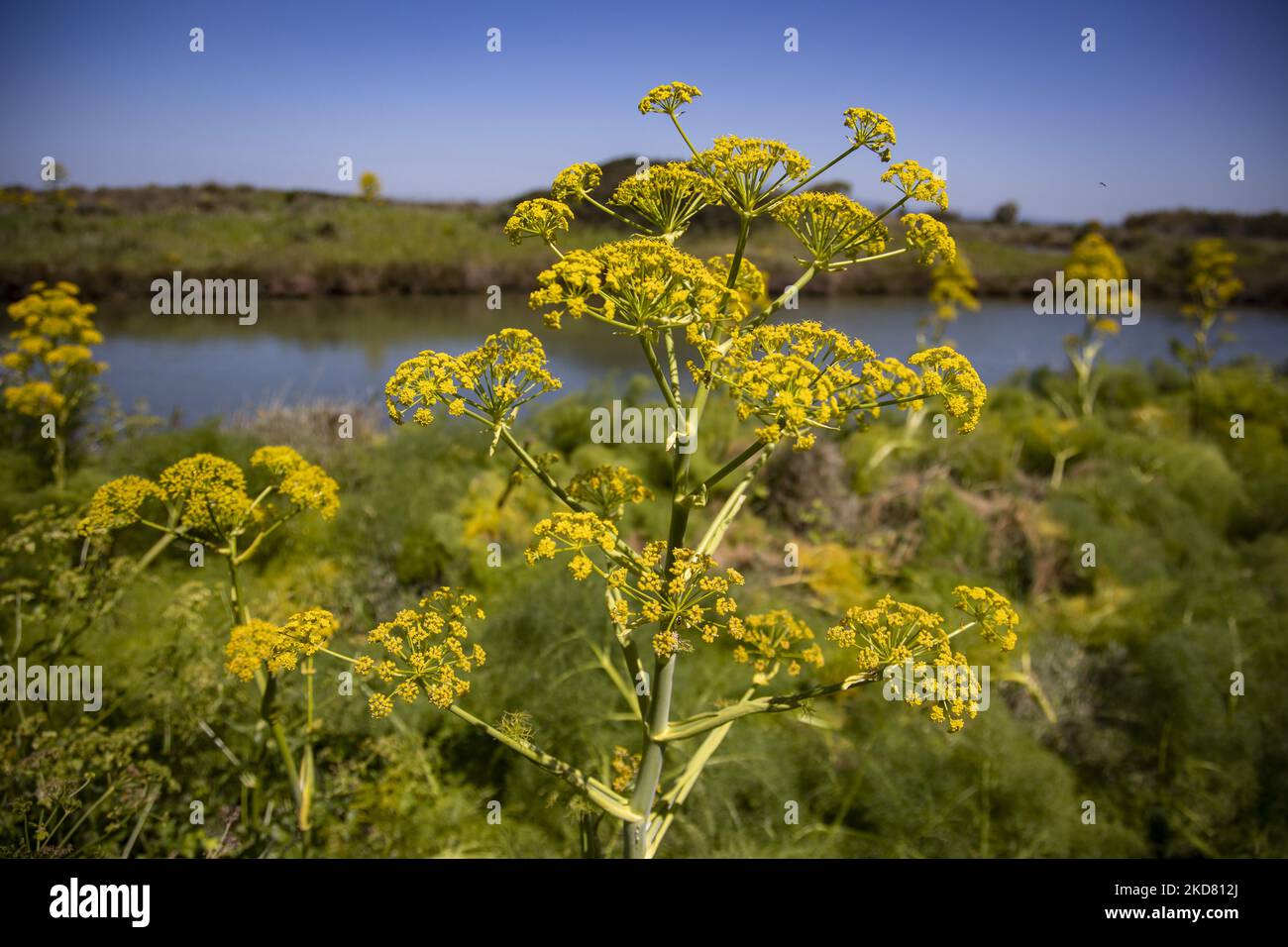 Blühende Ferula Pflanzen auf Sardinien, Italien am 16. April 2022. (Foto von Emmanuele Contini/NurPhoto) Stockfoto