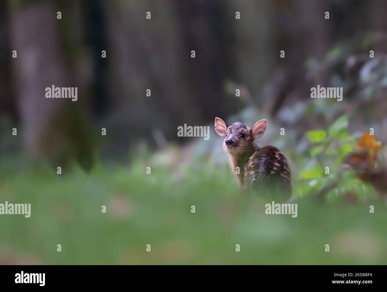 Ein kleines Baby Muntiacus reevesi fawn in einem Wald in North Norfolk, Großbritannien Stockfoto