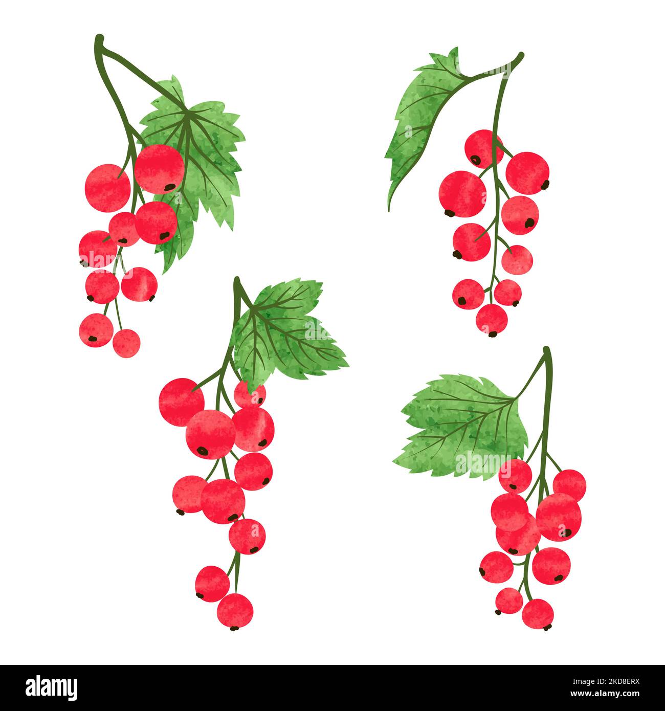 Set aus Aquarell-roten Johannisbeeren. Vektorgrafik. Rote Beeren isoliert auf weiß. Stock Vektor