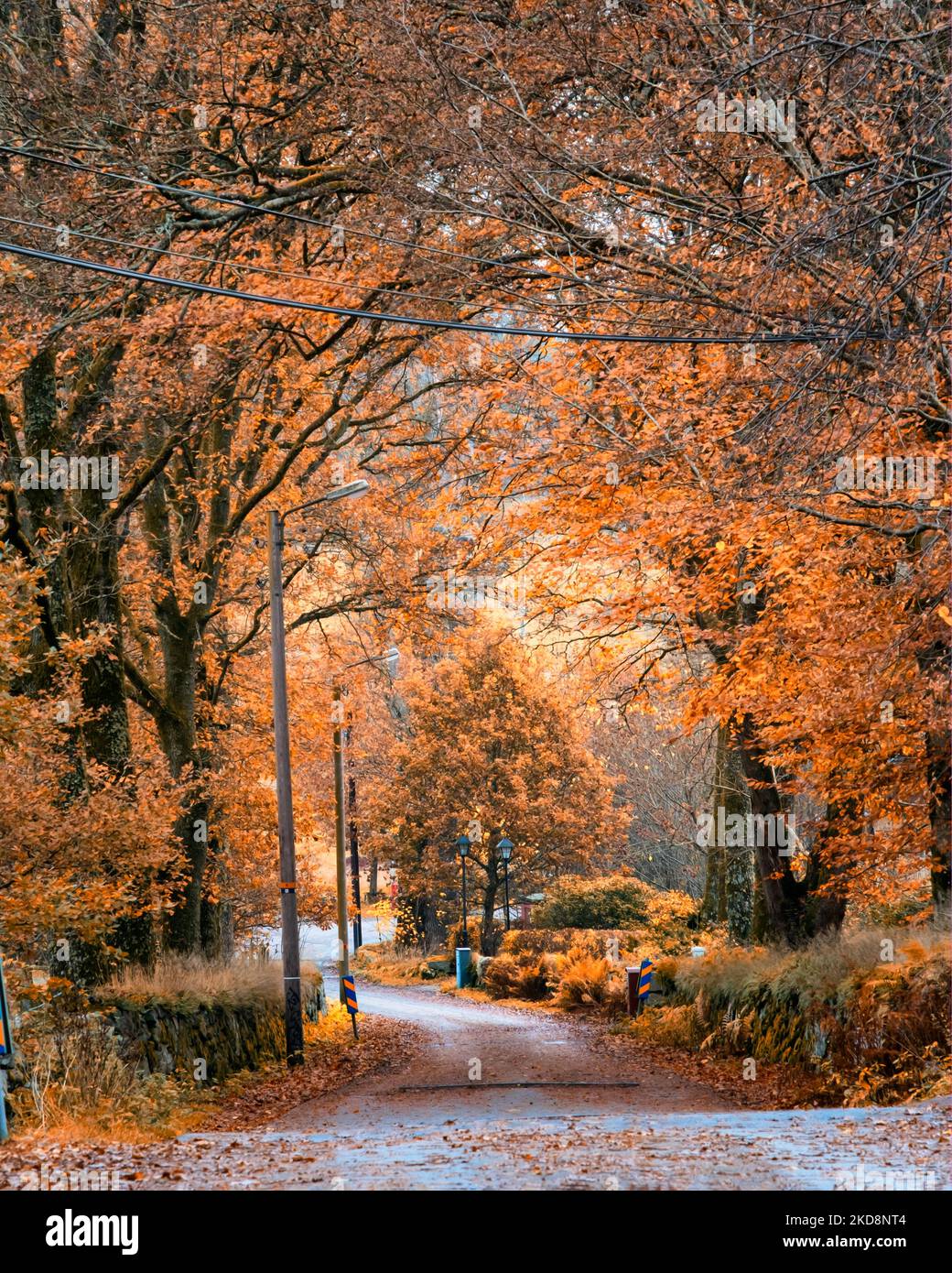 Straße durch bunte Bäume während des Herbstes in der Nähe von Kungalv, Göteborg, Schweden Stockfoto