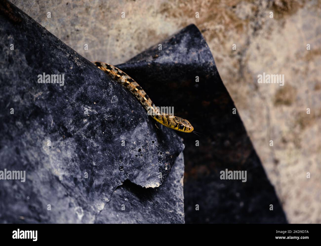 Der Buff-gestreifte Kielback (Amphiesma stolatum) ist eine Art von nicht giftiger Dickblättriger, die in ganz Asien gefunden wird. Es ist die einzige Art der Gattung Amphiesma. Es ist eine normalerweise nicht aggressive Schlange, die sich von Fröschen und Kröten ernährt. Am 07. Mai 2022 sitzt in Tehatta, Westbengalen, Indien, eine buff gestreifte Kielbackschlange, verdreht um ihren Körper. (Foto von Soumyabrata Roy/NurPhoto) Stockfoto