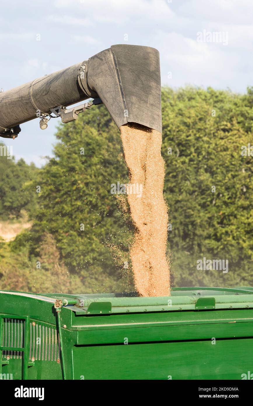 Weizenernte auf britischem Ackerland. Mähdrescher Trichter Gießen Weizenkorn in einen Anhänger Stockfoto