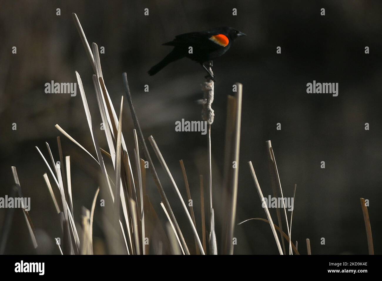 Ein erwachsener Rüde Rotflügelamsel, der in der Nähe eines Teiches im Süden von Edmonton gesehen wurde. Am Montag, den 9. Mai 2022, Kanada. (Foto von Artur Widak/NurPhoto) Stockfoto