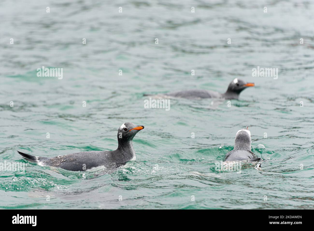 Eine Gruppe von 4 Gentoo-Pinguinen (Pygoscelis papua) schwimmend im blauen Wasser auf Half Moon Island - South Shetland Islands - vor der Antarktis Stockfoto