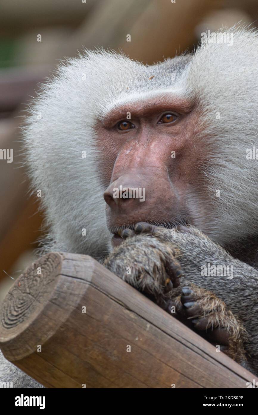 Porträt eines männlichen Pavions (papio) mit grauer Mähne Stockfoto