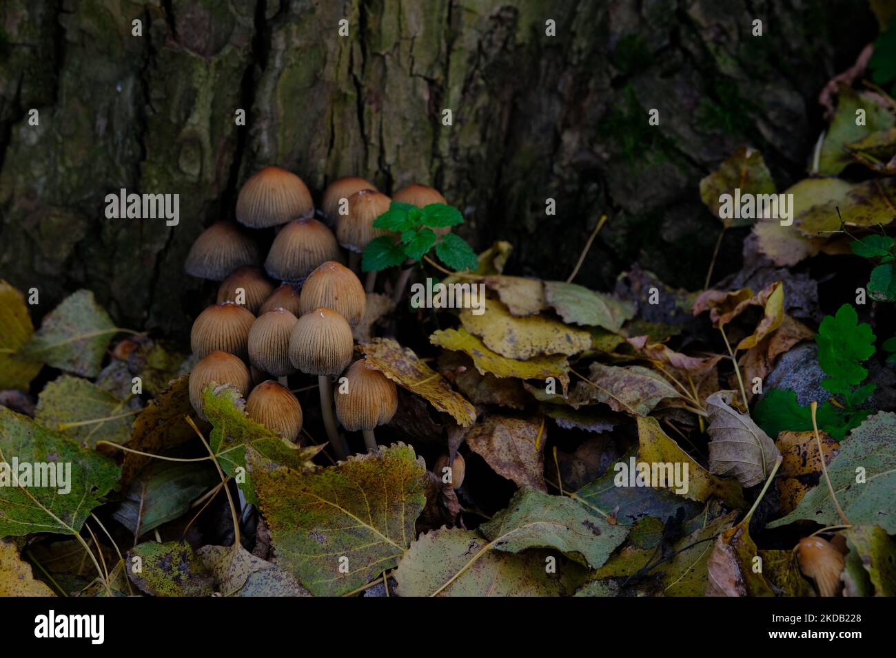 Pilz Coprinellus micaceus. Die Gruppe der Pilze auf den Wäldern in der Natur im Herbstwald. Stockfoto