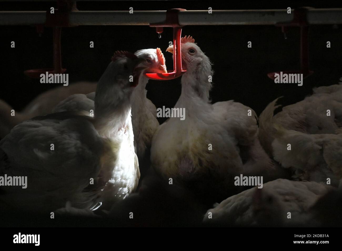 Masthühner trinken am 28. Mai 2022 von einem Trinker in einer Geflügelfarm in Sepang, Selangor, Malaysia. Malaysia gab am 23. Mai 2022 bekannt, dass es den Export von Hühnern ab Juni 1 einstellen wird, um eine ausreichende Versorgung auf dem Inlandsmarkt zu gewährleisten. (Foto von Zahim Mohd/NurPhoto) Stockfoto