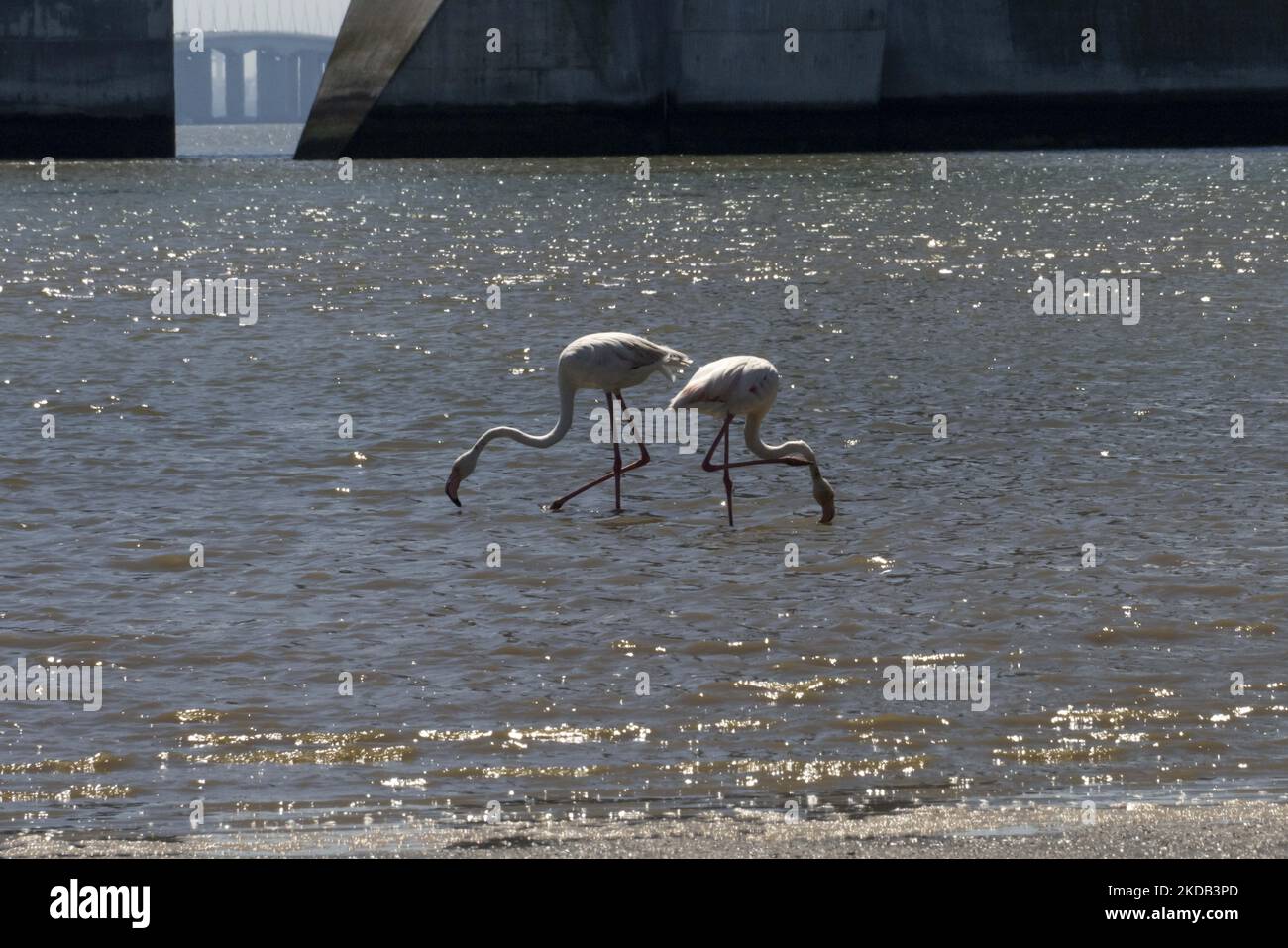Eine Gruppe von Flamingos wird am Ufer des Tejo-Flusses auf der Suche nach Nahrung gesehen. Aufgrund der saisonalen Trockenheit weichen die Flussgewässer zurück, die die Vögel nutzen, um Futter aus Krebstieren und Muscheln zu finden. Lissabon, Den 28. Mai 2022. (Foto von Jorge Mantilla/NurPhoto) Stockfoto