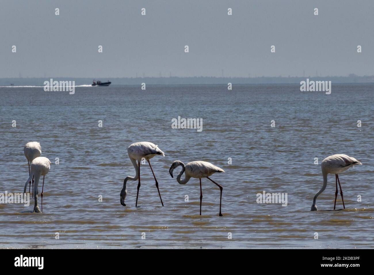 Eine Gruppe von Flamingos wird am Ufer des Tejo-Flusses auf der Suche nach Nahrung gesehen. Aufgrund der saisonalen Trockenheit weichen die Flussgewässer zurück, die die Vögel nutzen, um Futter aus Krebstieren und Muscheln zu finden. Lissabon, Den 28. Mai 2022. (Foto von Jorge Mantilla/NurPhoto) Stockfoto