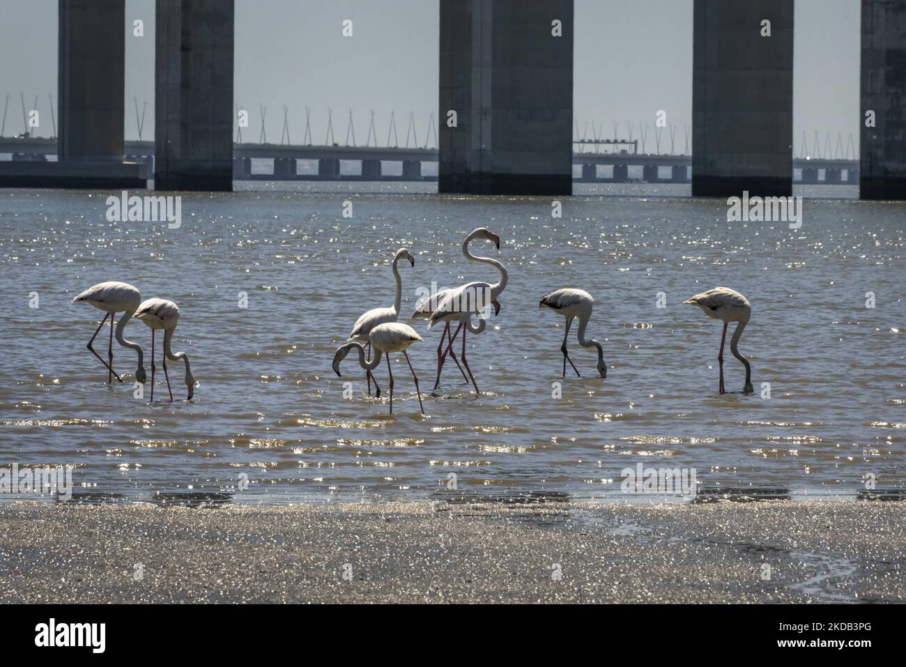 Eine Gruppe von Flamingos wird am Ufer des Tejo-Flusses auf der Suche nach Nahrung gesehen. Aufgrund der saisonalen Trockenheit weichen die Flussgewässer zurück, die die Vögel nutzen, um Futter aus Krebstieren und Muscheln zu finden. Lissabon, Den 28. Mai 2022. (Foto von Jorge Mantilla/NurPhoto) Stockfoto