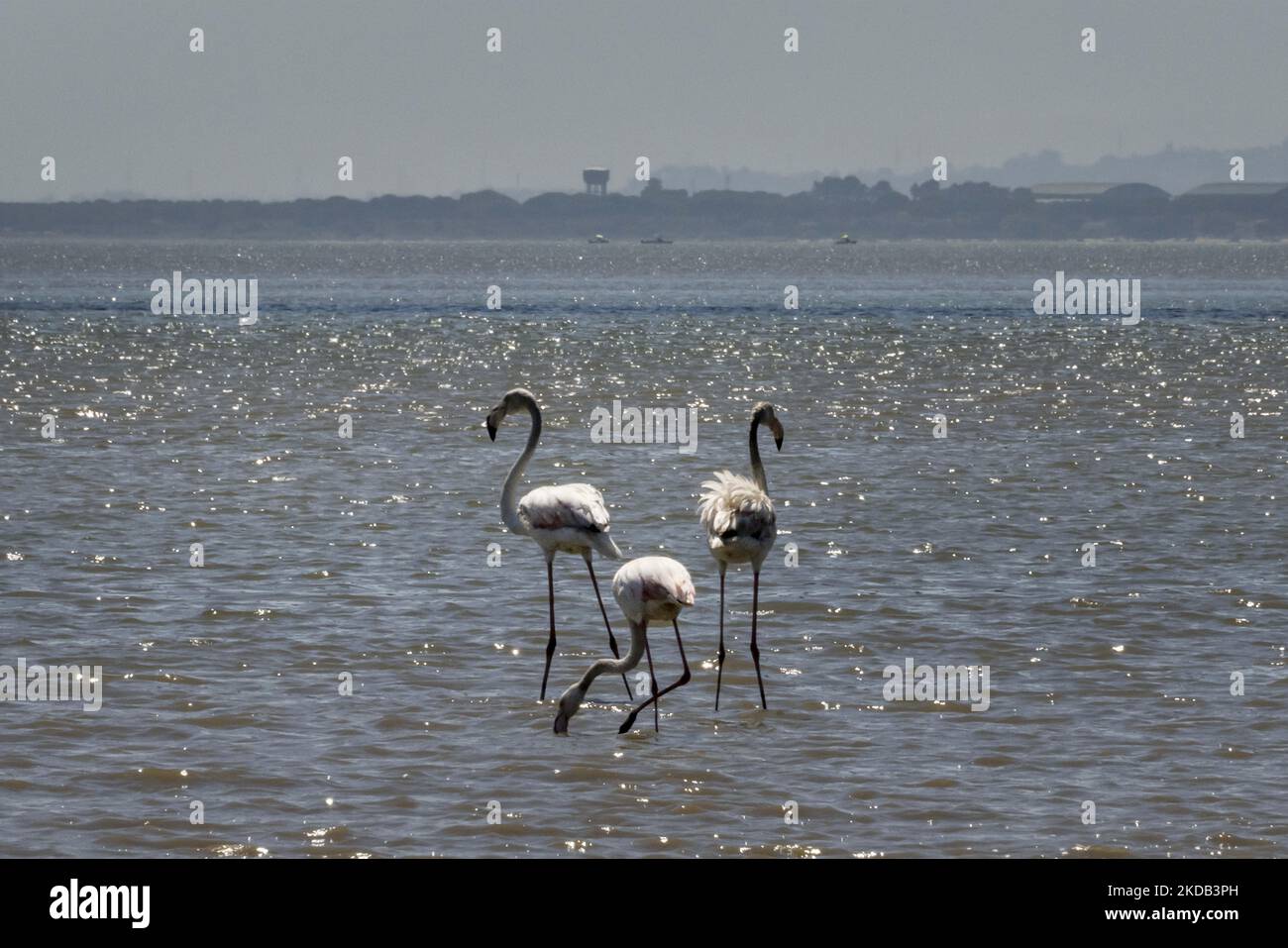 Eine Gruppe von Flamingos wird am Ufer des Tejo-Flusses auf der Suche nach Nahrung gesehen. Aufgrund der saisonalen Trockenheit weichen die Flussgewässer zurück, die die Vögel nutzen, um Futter aus Krebstieren und Muscheln zu finden. Lissabon, Den 28. Mai 2022. (Foto von Jorge Mantilla/NurPhoto) Stockfoto
