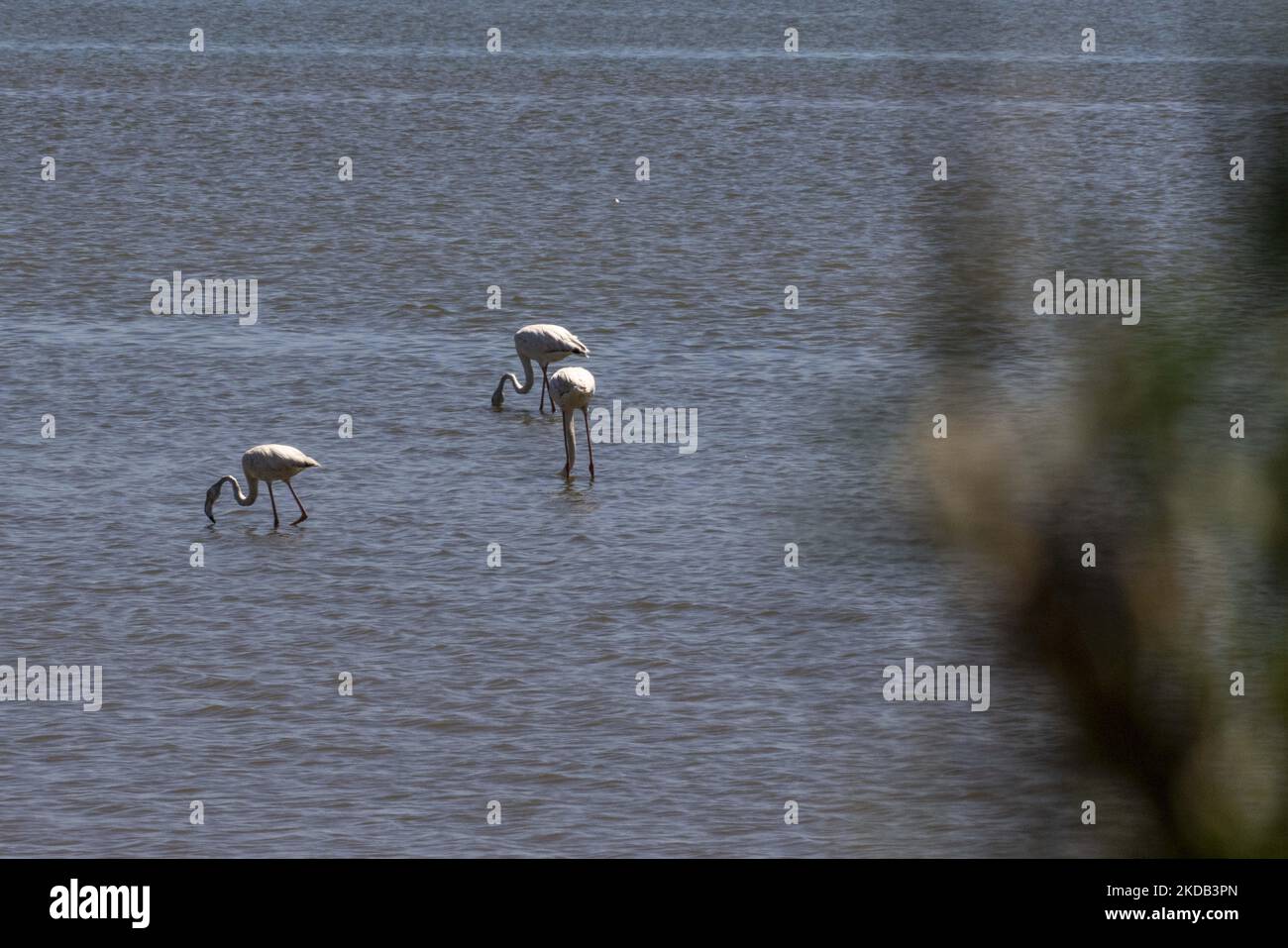 Eine Gruppe von Flamingos wird am Ufer des Tejo-Flusses auf der Suche nach Nahrung gesehen. Aufgrund der saisonalen Trockenheit weichen die Flussgewässer zurück, die die Vögel nutzen, um Futter aus Krebstieren und Muscheln zu finden. Lissabon, Den 28. Mai 2022. (Foto von Jorge Mantilla/NurPhoto) Stockfoto