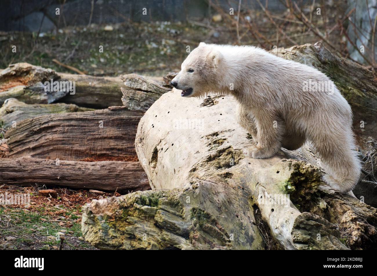 Ein Eisbär in einem Zoo in Österreich - Ursus maritimus Stockfoto