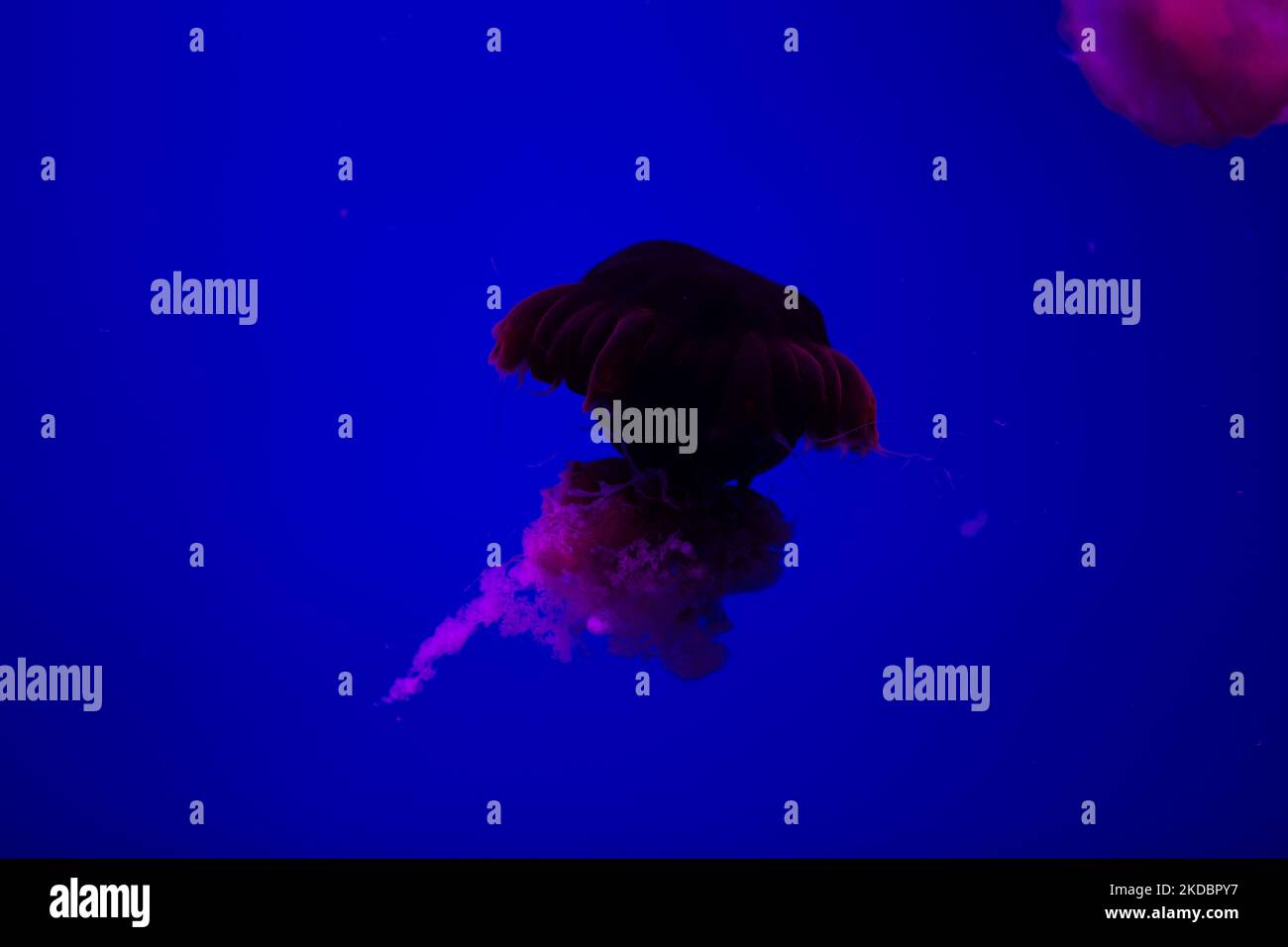 Eine Nahaufnahme einer dunkelvioletten Qualle auf blauem Hintergrund. Stockfoto